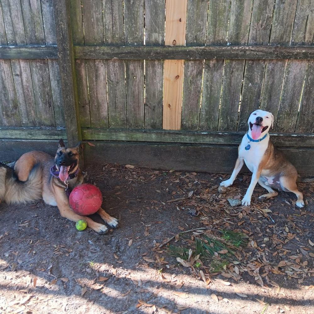 Enlarge Delta - located in Florida, a Adoptable mixed breed in Lecanto, FL image 5/6