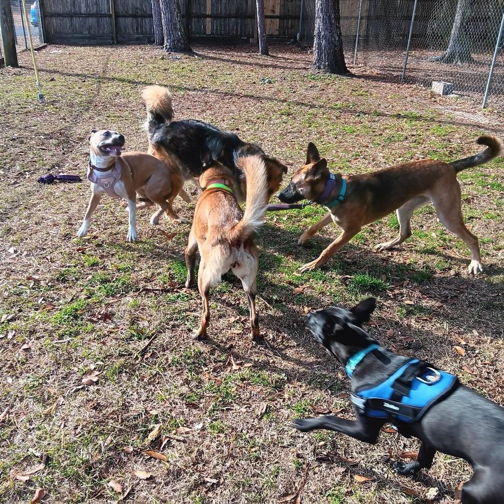 Enlarge Delta - located in Florida, a Adoptable mixed breed in Lecanto, FL image 6/6