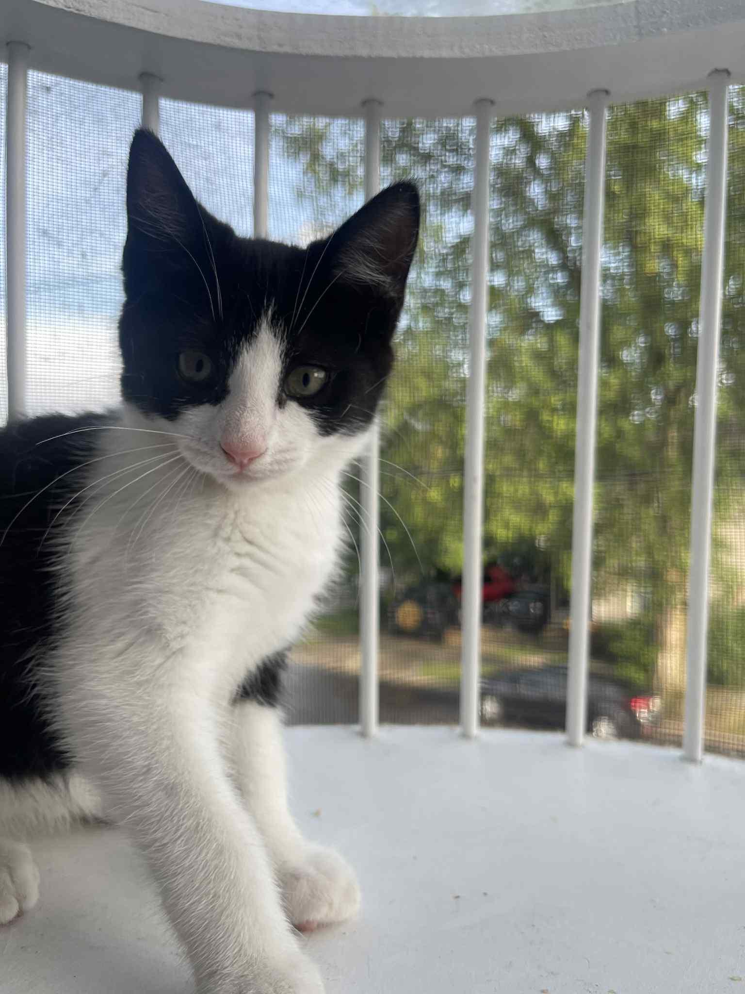 Maddie, Baby Female unknown