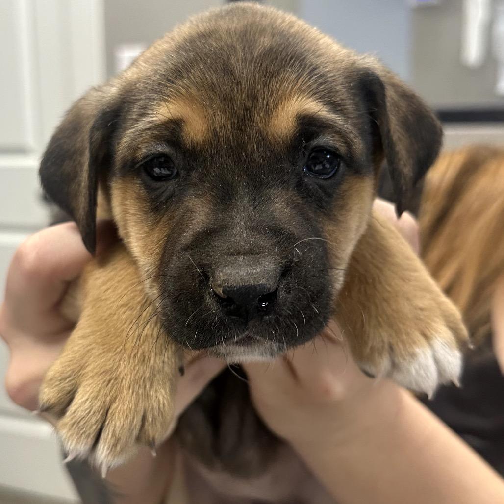 Dallop, Adoptable, Puppy Female Mixed Breed.
