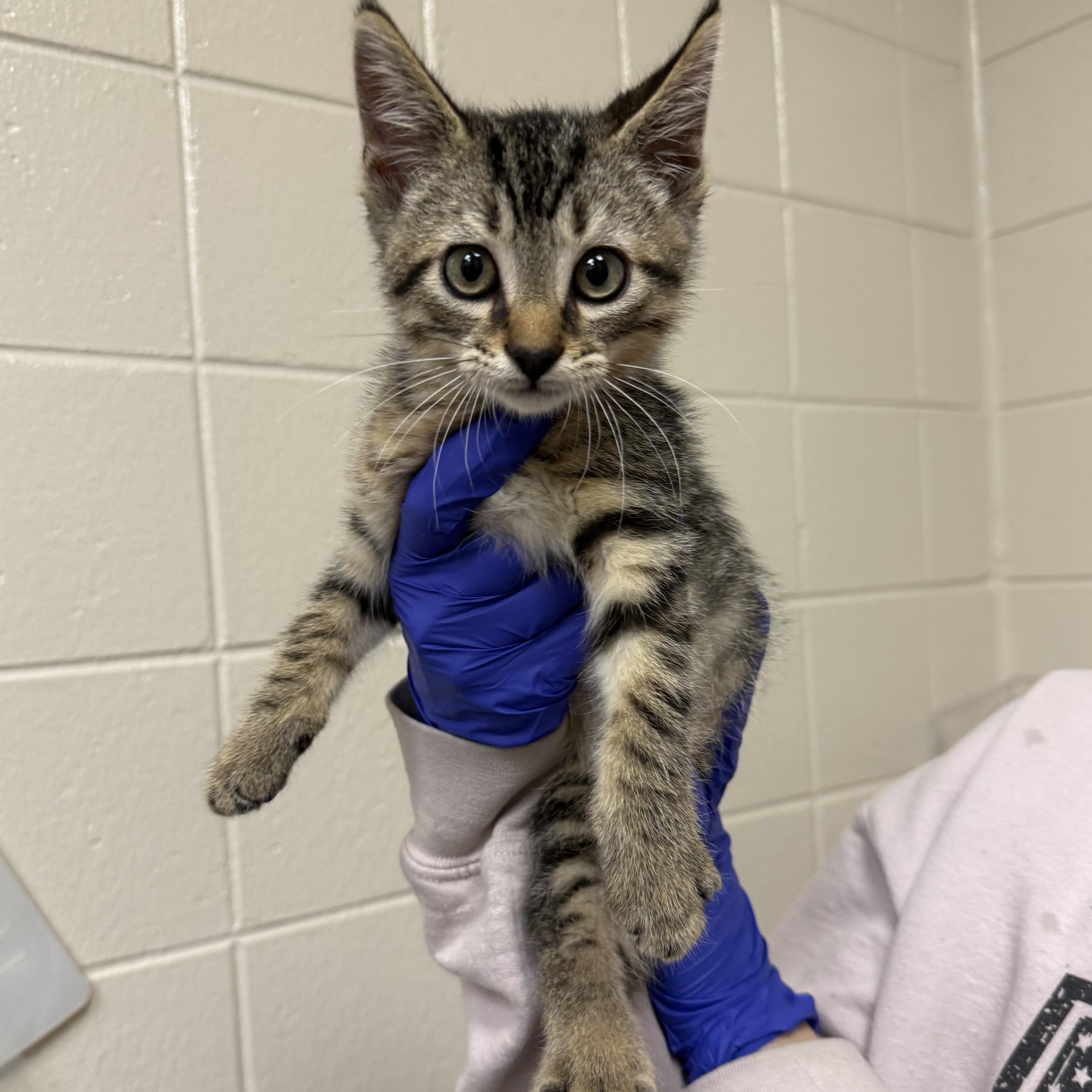Prince, ADOPTABLE, Kitten Male Domestic Short Hair.