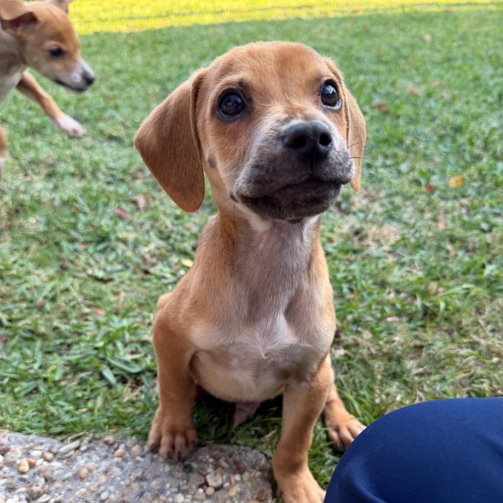Enlarge Blitzen, a Adoptable mixed breed in Baton Rouge, LA image 1/6