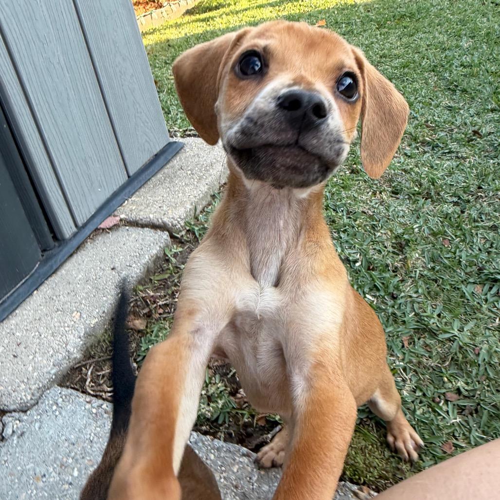 Enlarge Blitzen, a Adoptable mixed breed in Baton Rouge, LA image 2/6