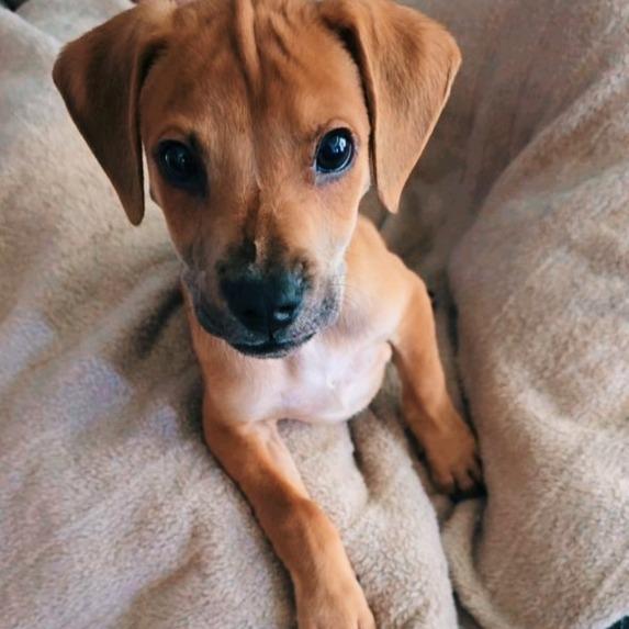 Enlarge Blitzen, a Adoptable mixed breed in Baton Rouge, LA image 3/6