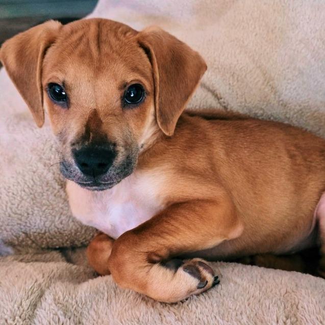 Enlarge Blitzen, a Adoptable mixed breed in Baton Rouge, LA image 4/6