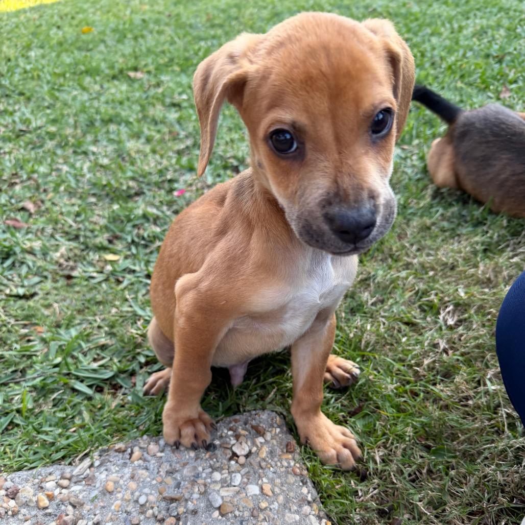 Enlarge Blitzen, a Adoptable mixed breed in Baton Rouge, LA image 5/6