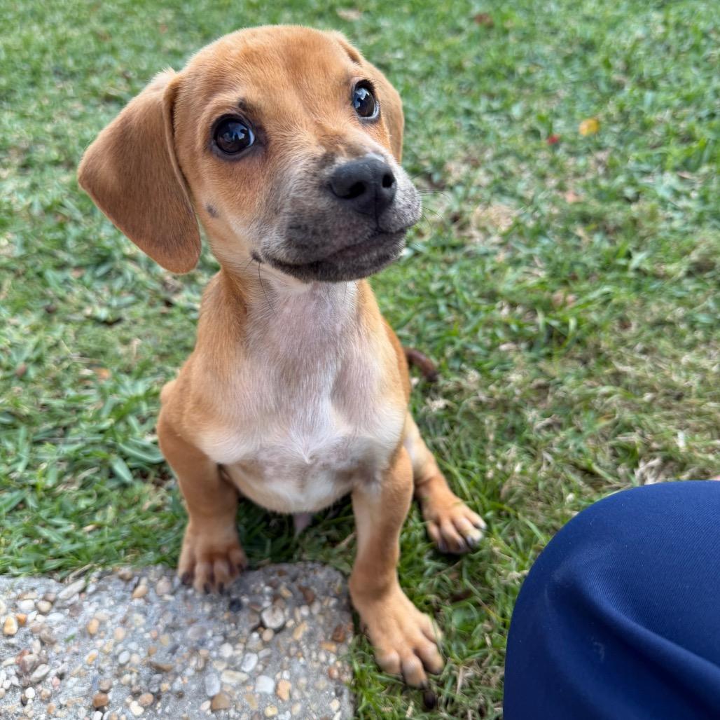 Enlarge Blitzen, a Adoptable mixed breed in Baton Rouge, LA image 6/6