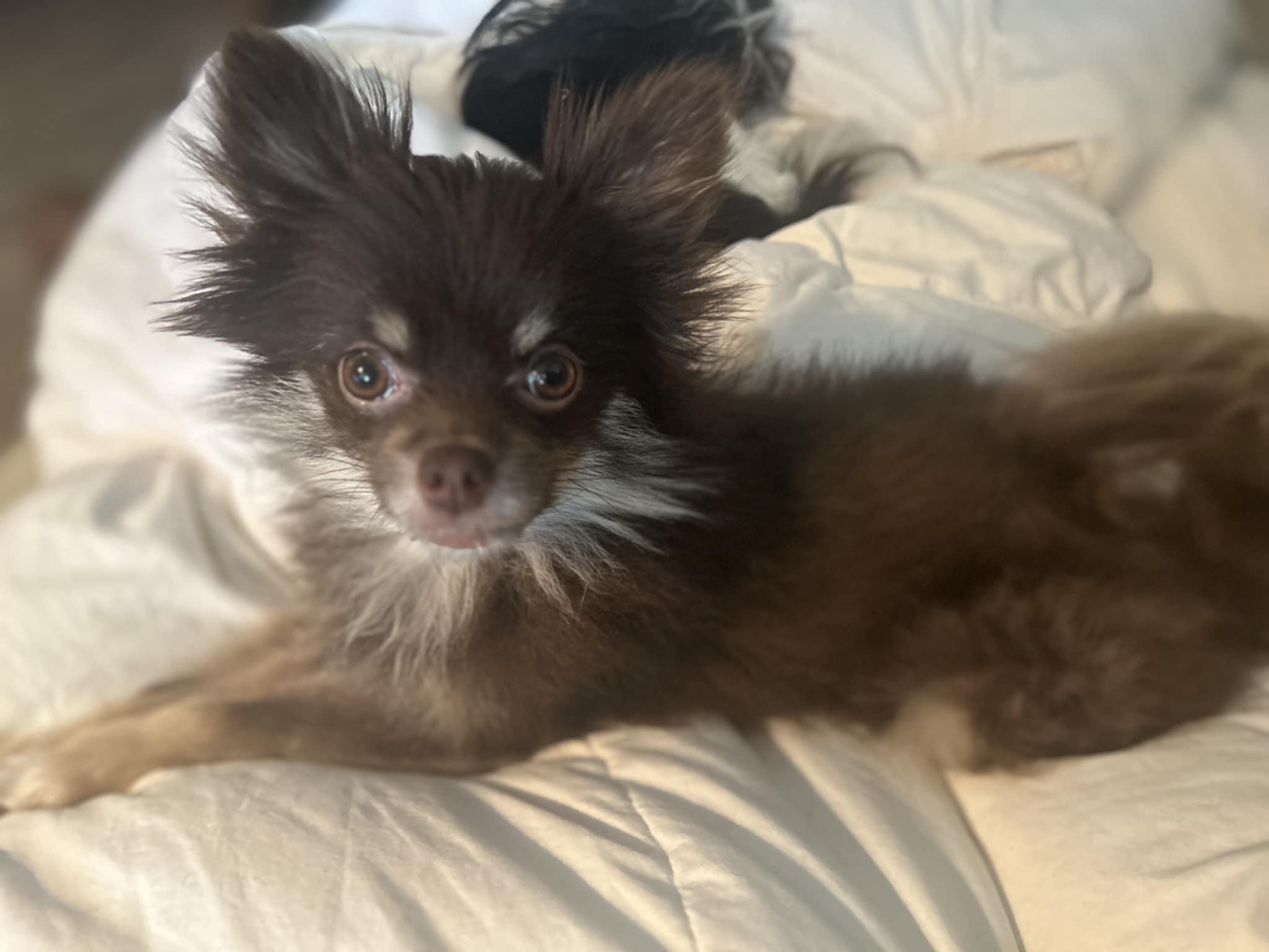 Enlarge Greta, an adoptable Pomeranian in Milton, FL image 1/3