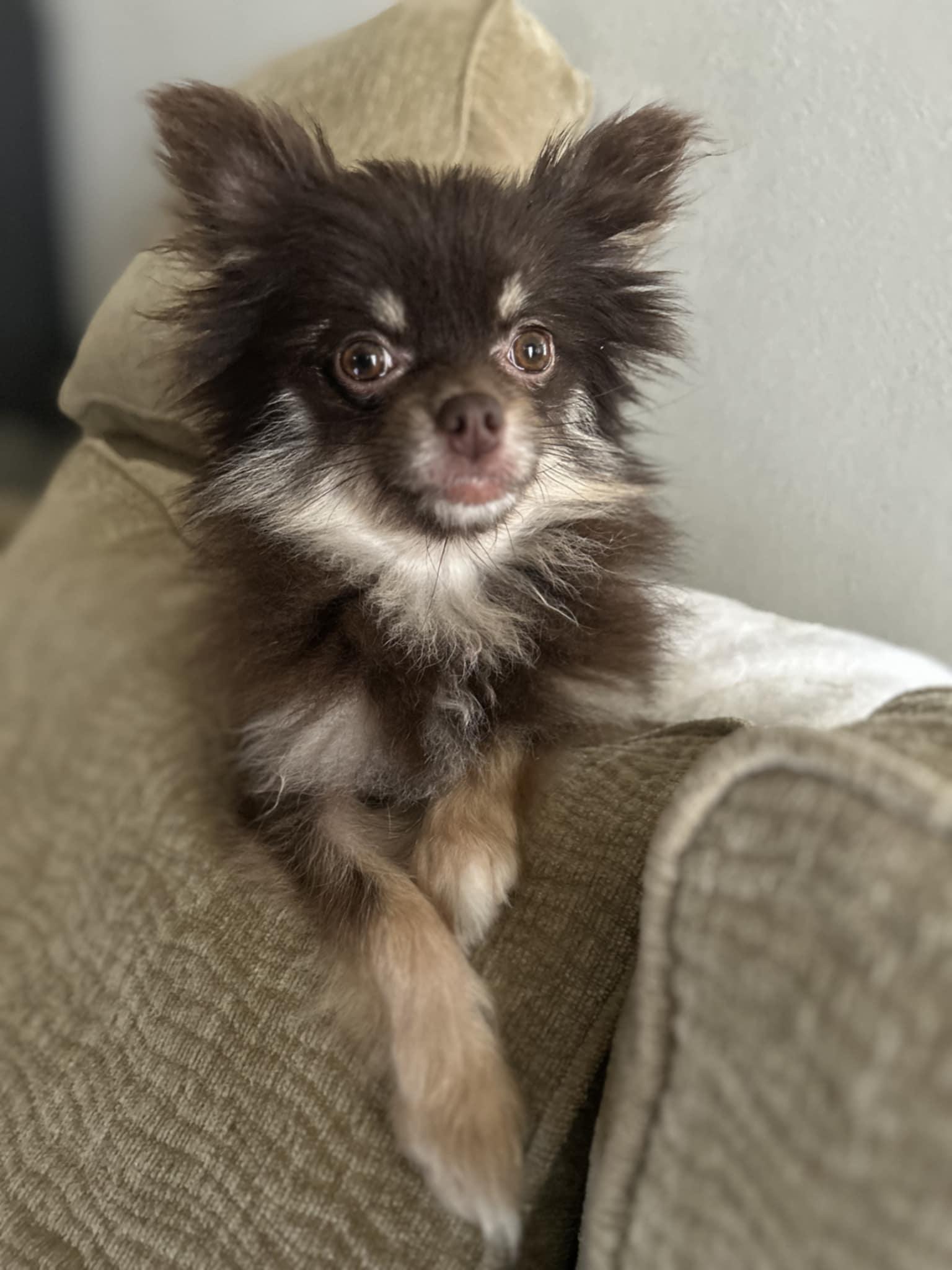 Enlarge Greta, an adoptable Pomeranian in Milton, FL image 2/3