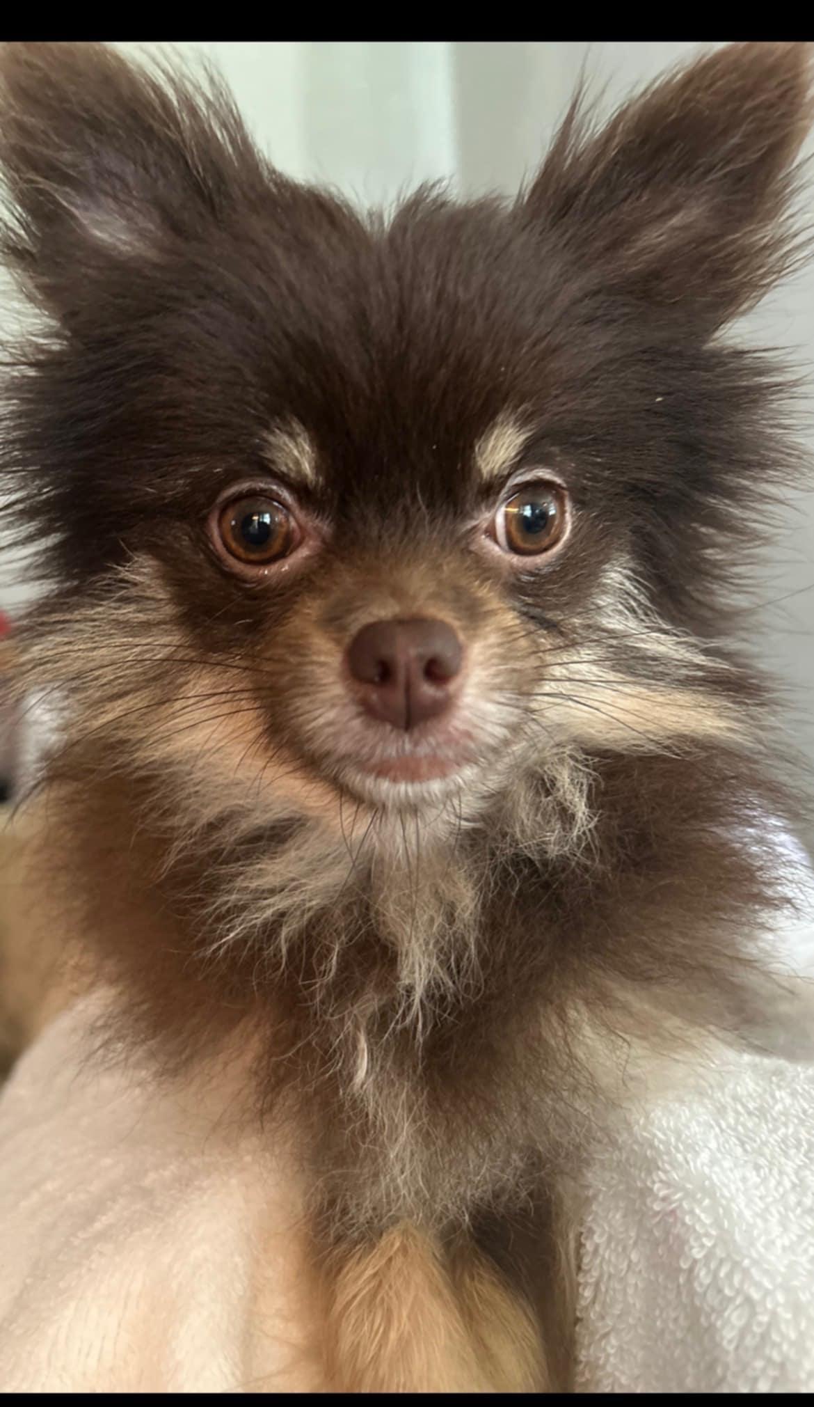 Enlarge Greta, an adoptable Pomeranian in Milton, FL image 3/3