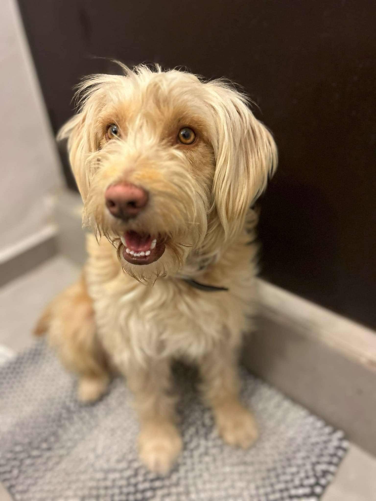 Enlarge Toby, an adopted mixed breed in Chula Vista, CA image 1/2