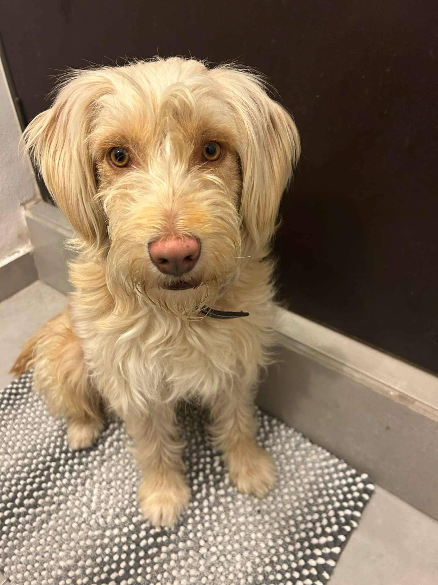 Enlarge Toby, an adopted mixed breed in Chula Vista, CA image 2/2