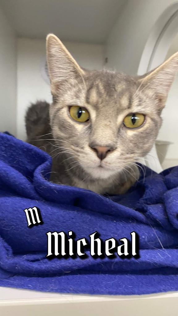 Michael, Adoptable, Kitten Male Domestic Short Hair.