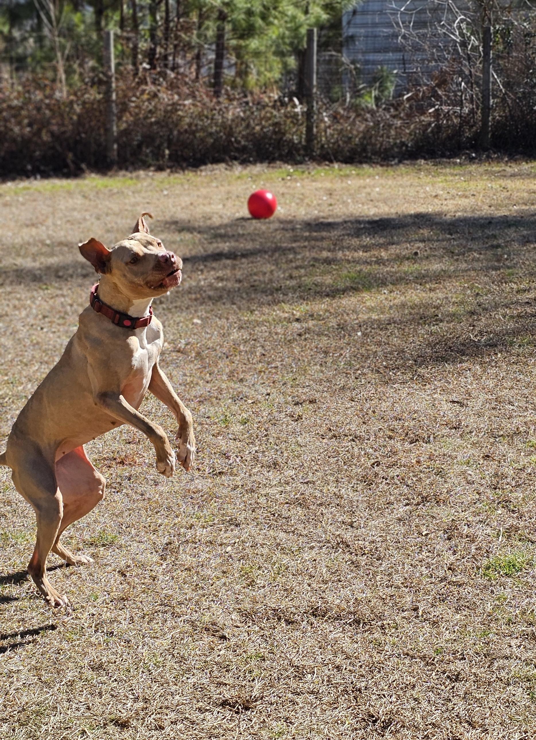 Olive, a ADOPTABLE mixed breed in Marshallville, GA image 3/6