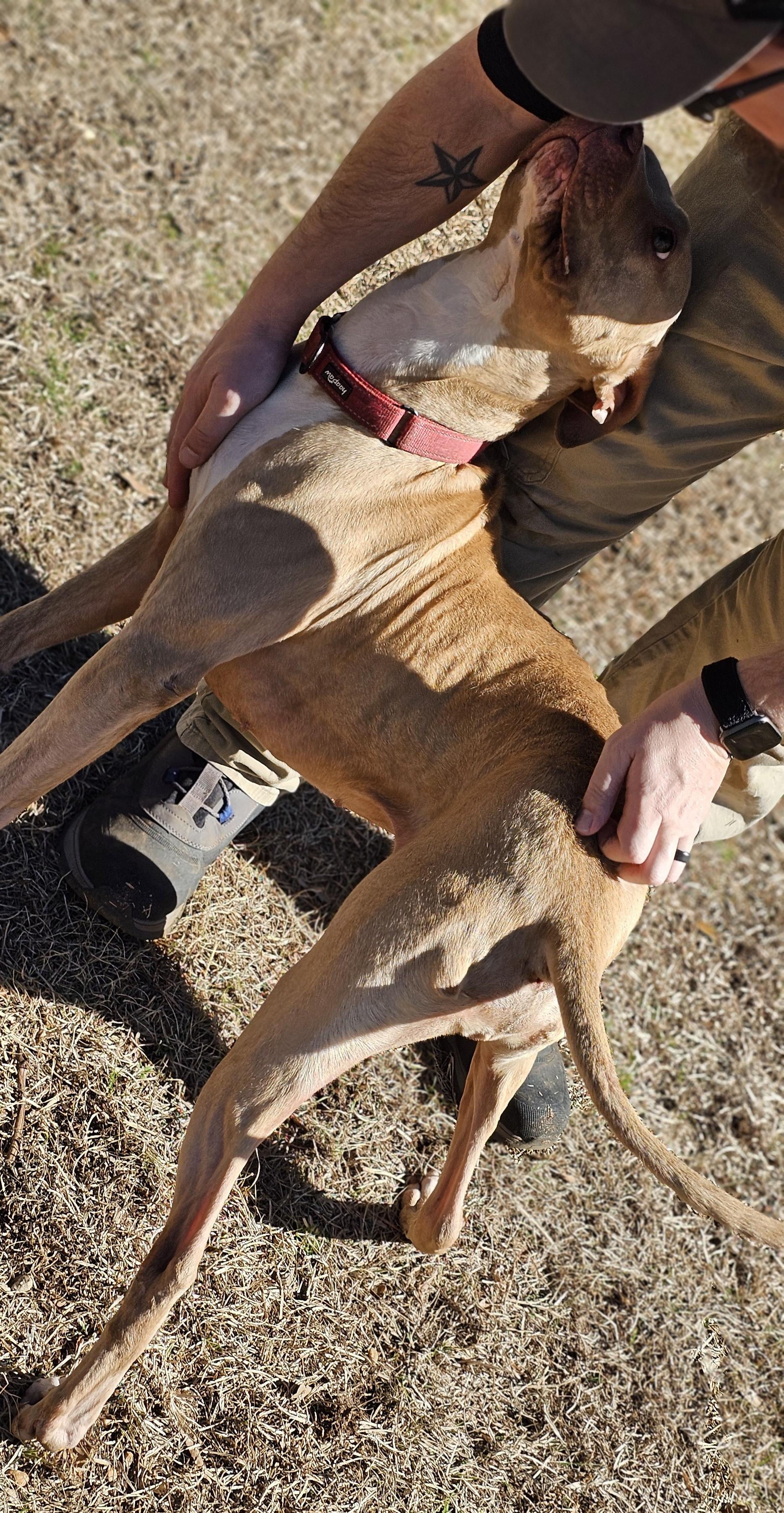 Olive, a ADOPTABLE mixed breed in Marshallville, GA image 4/6