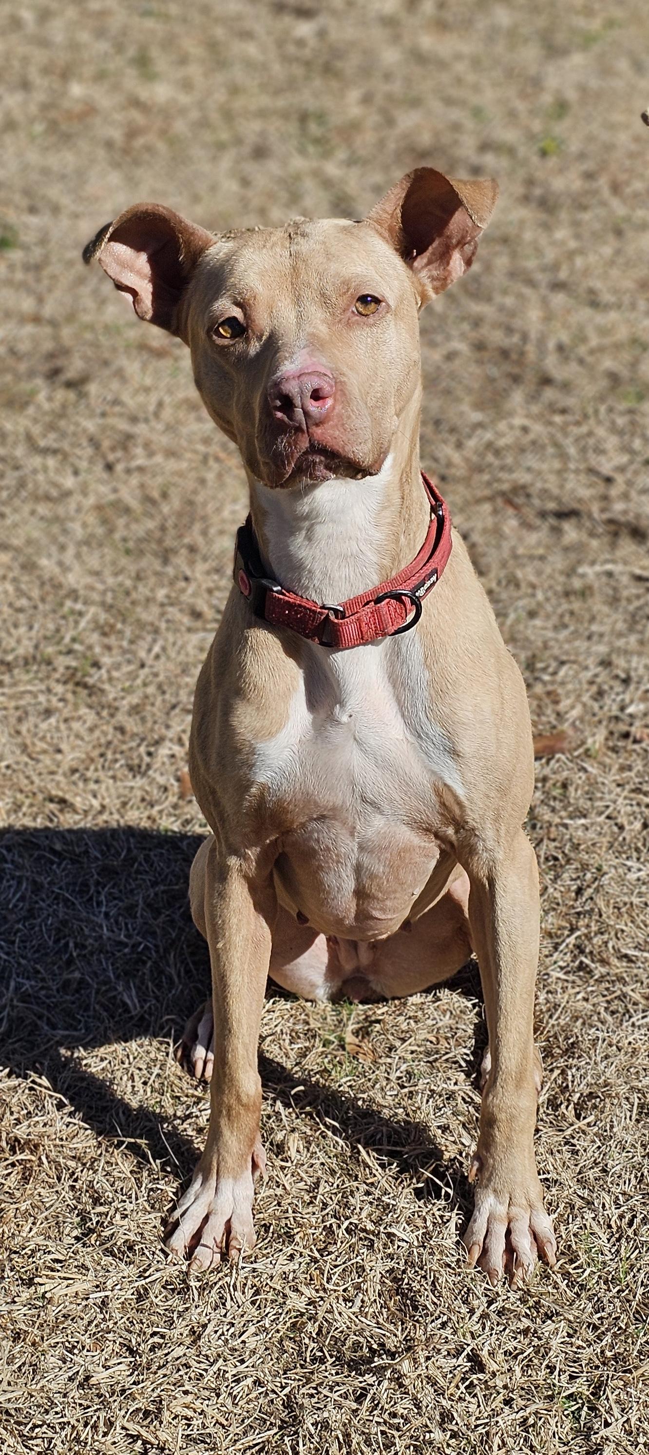 Olive, a ADOPTABLE mixed breed in Marshallville, GA image 2/6