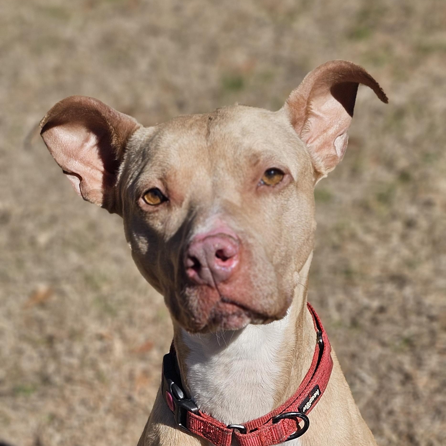 Olive, ADOPTABLE, Senior Female Pit Bull Terrier.