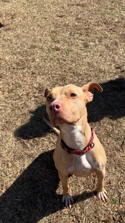 Enlarge Olive, a ADOPTABLE mixed breed in Marshallville, GA video 6/6