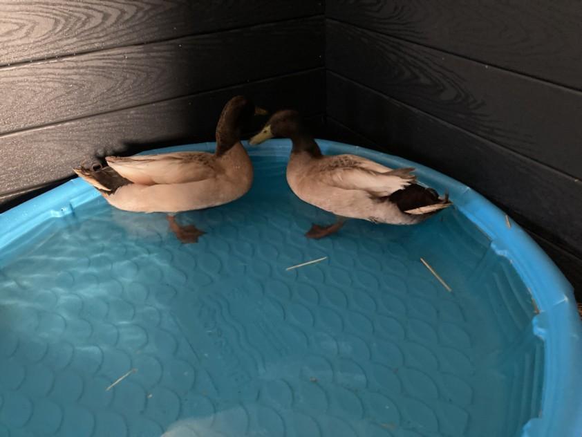 Enlarge MAX, a Adoptable Duck in Loveland, CO image 1/1