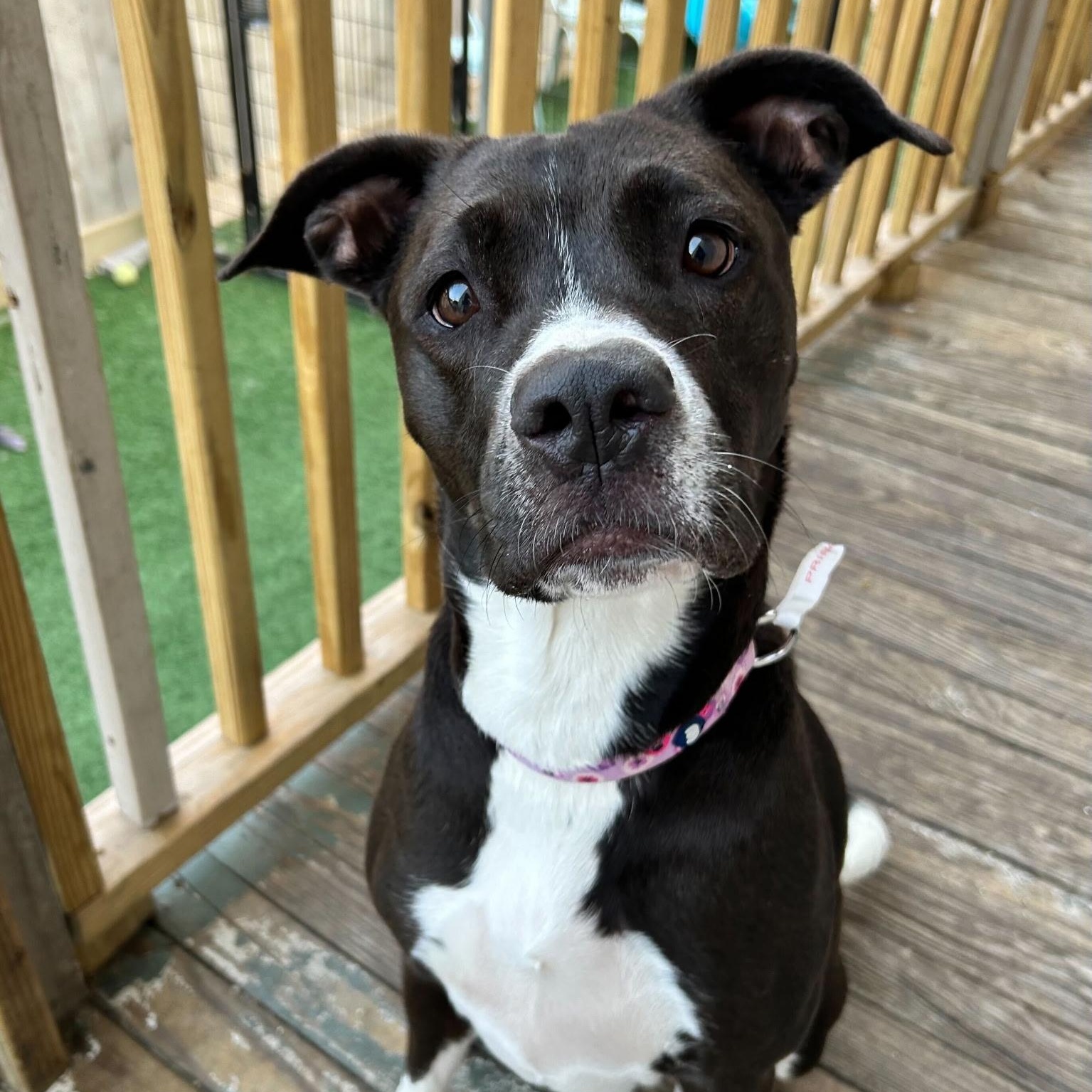 Princess Poppy Pit Bull Terrier Dog