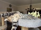 Andre, a ADOPTABLE Bengal in Pickering, ON image 6/6