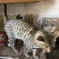 Andre, a ADOPTABLE Bengal in Pickering, ON image 4/6