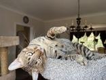 Andre, a ADOPTABLE Bengal in Pickering, ON image 5/6