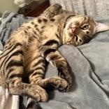 Andre, a ADOPTABLE Bengal in Pickering, ON image 2/6
