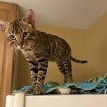 Andre, a ADOPTABLE Bengal in Pickering, ON image 3/6