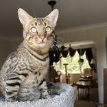 Andre, ADOPTABLE, Adult Male Bengal.