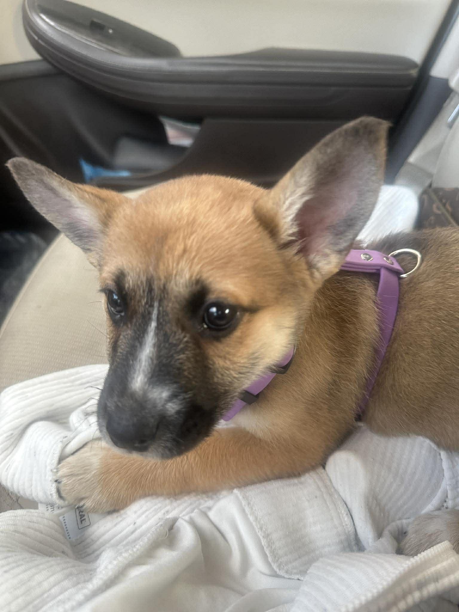 Enlarge Lolli, an adopted mixed breed in Fort Payne, AL image 4/6