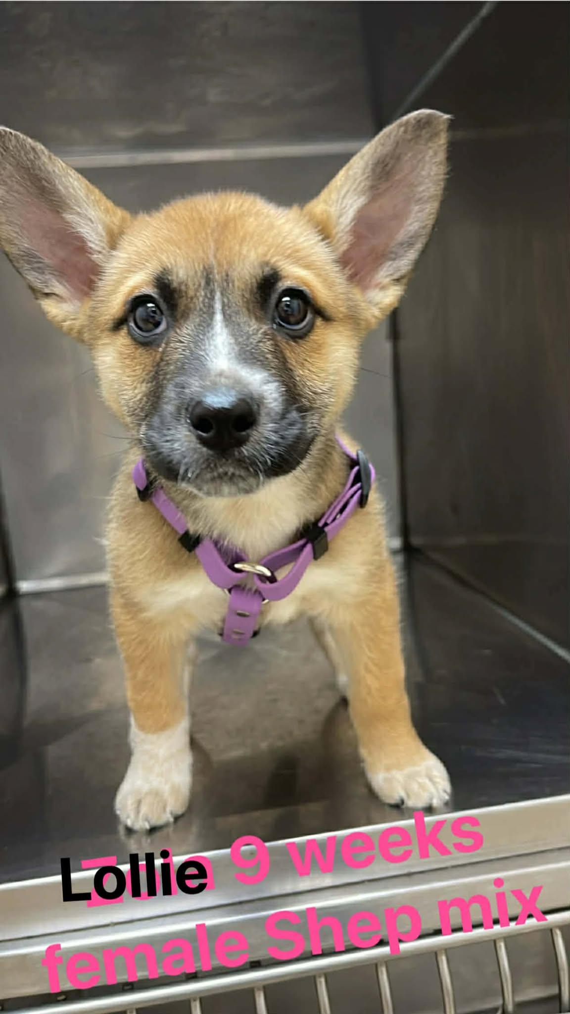 Enlarge Lolli, an adopted mixed breed in Fort Payne, AL image 3/6