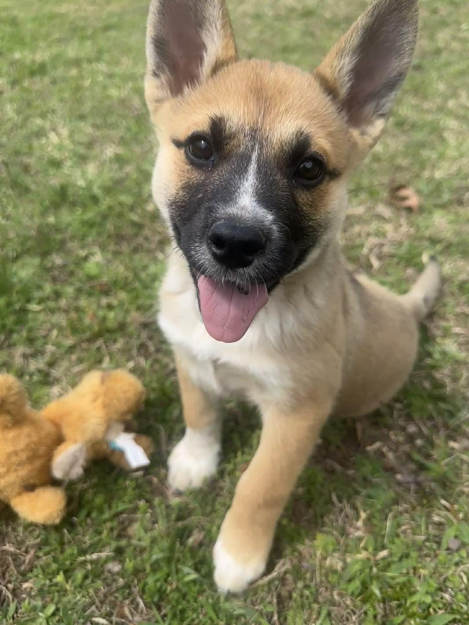 Enlarge Lolli, an adopted mixed breed in Fort Payne, AL image 1/6