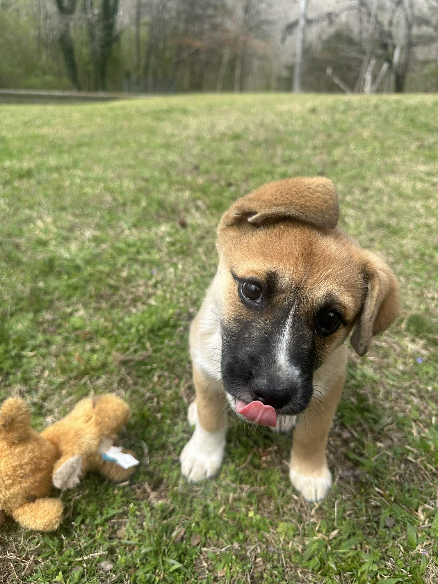 Enlarge Lolli, an adopted mixed breed in Fort Payne, AL image 2/6