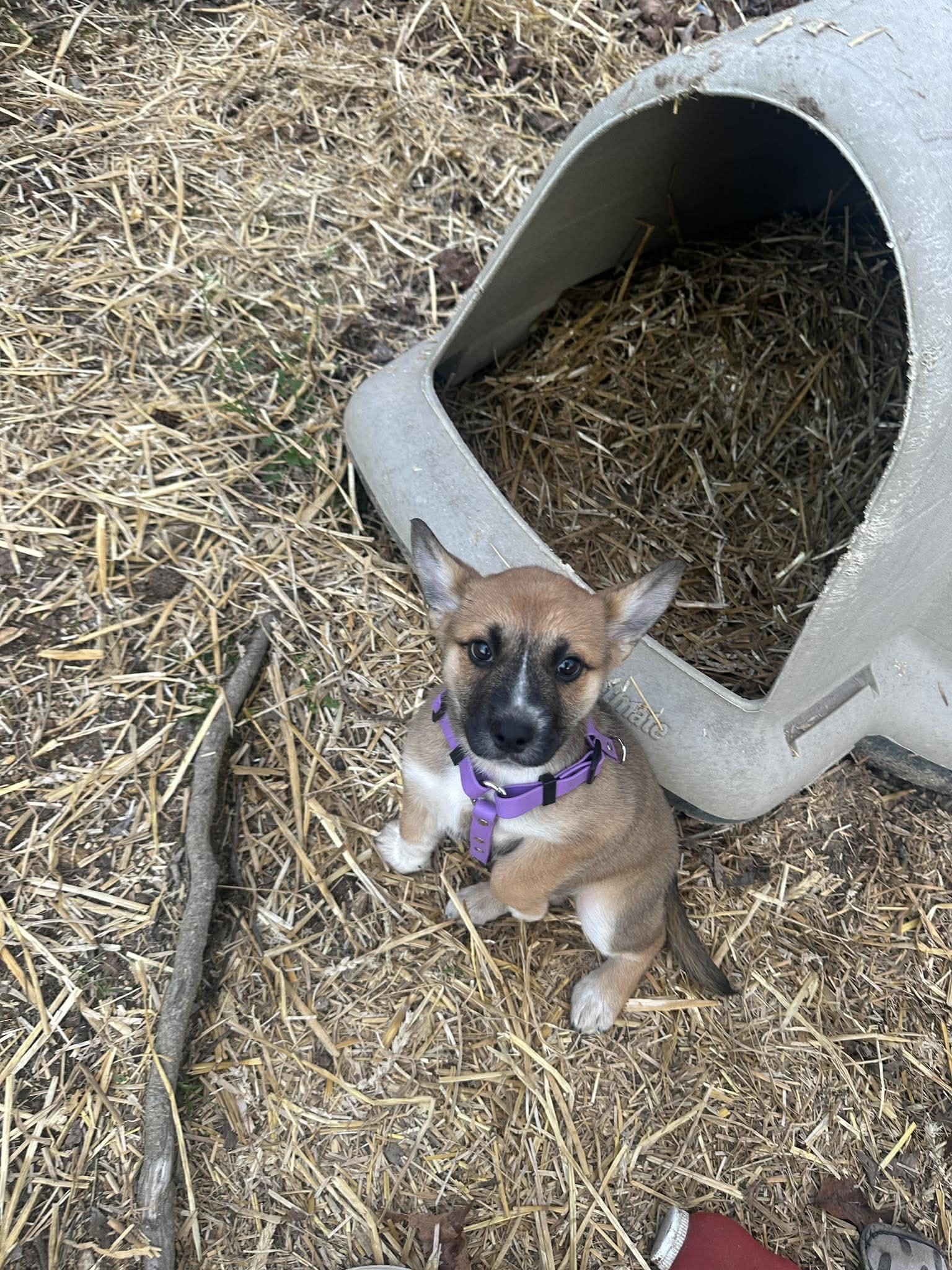Enlarge Lolli, an adopted mixed breed in Fort Payne, AL image 5/6