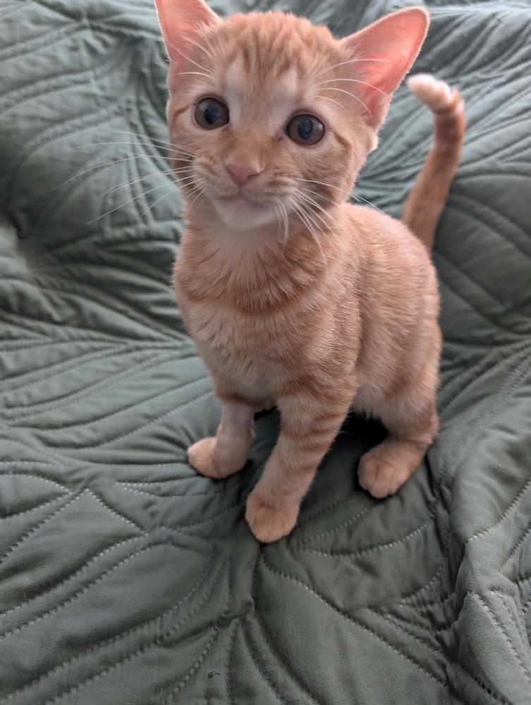 Enlarge The Brain, a Adoptable mixed breed in tucson, AZ image 1/6