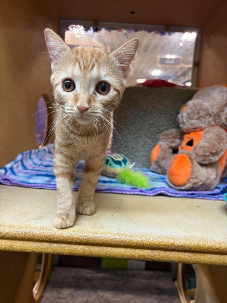 Enlarge The Brain, a Adoptable mixed breed in tucson, AZ image 2/6