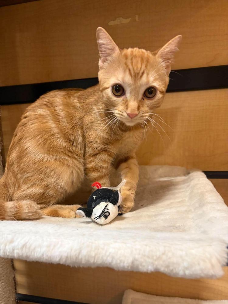 Enlarge The Brain, a Adoptable mixed breed in tucson, AZ image 3/6