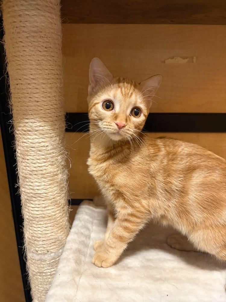 Enlarge The Brain, a Adoptable mixed breed in tucson, AZ image 4/6