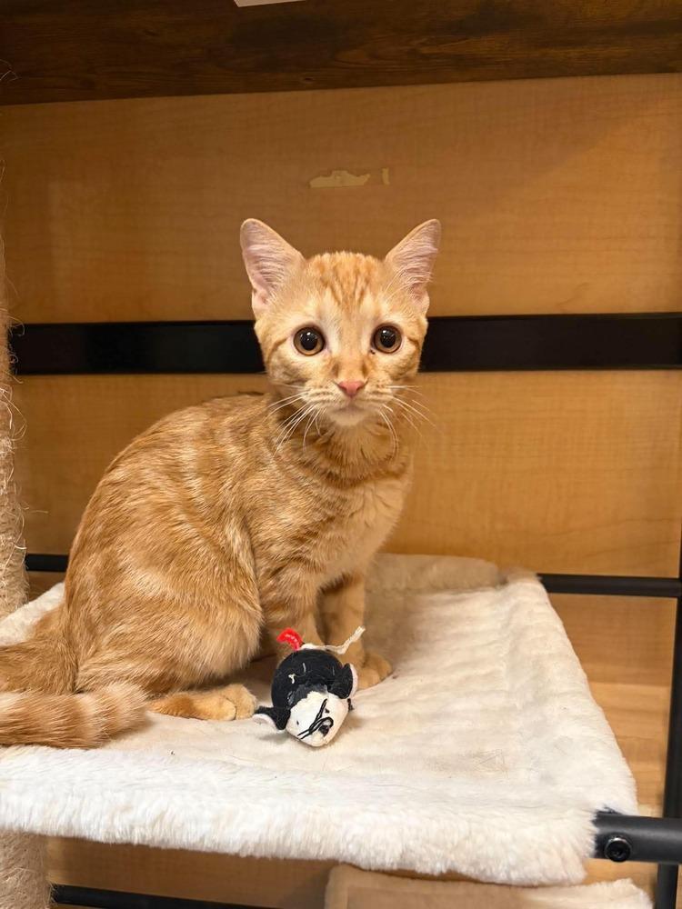 Enlarge The Brain, a Adoptable mixed breed in tucson, AZ image 5/6