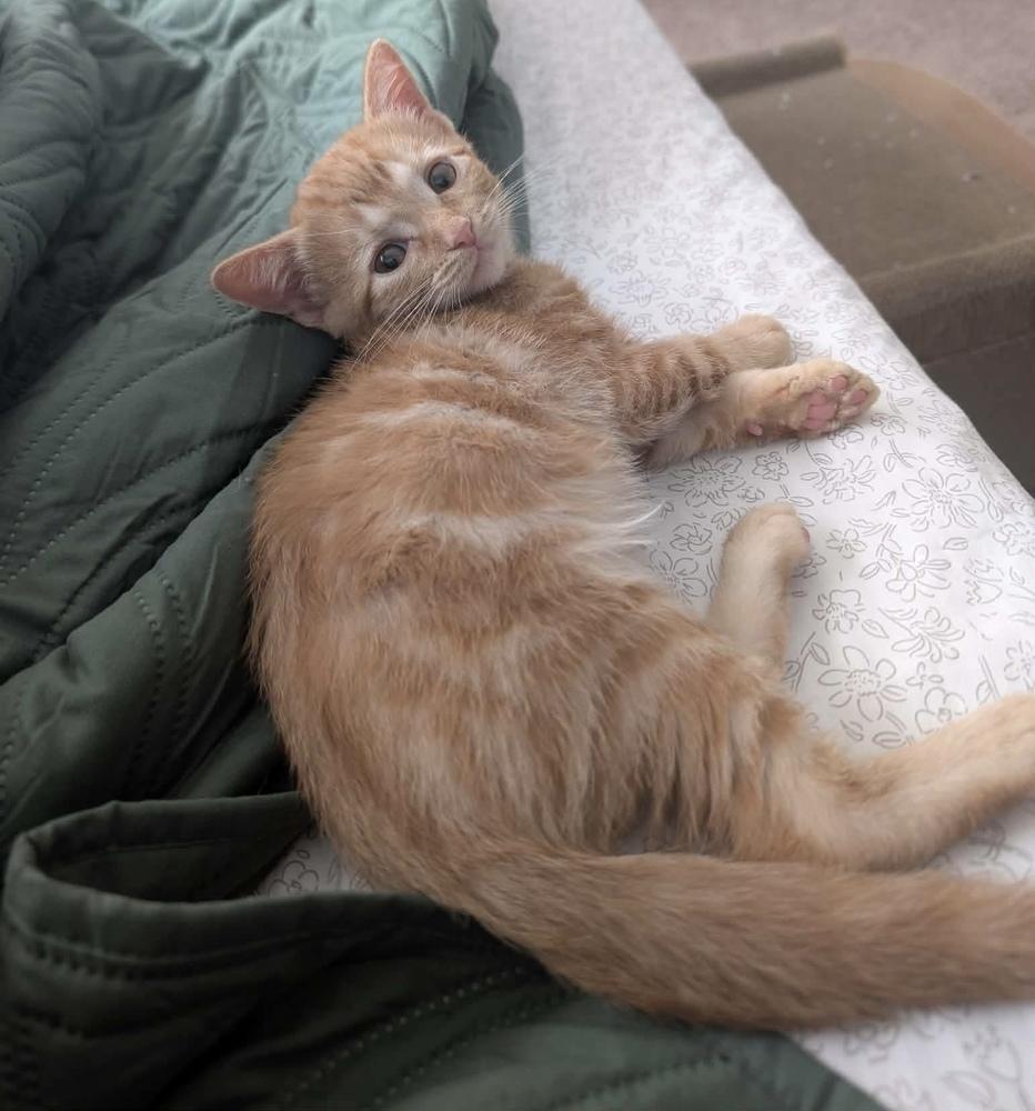Enlarge The Brain, a Adoptable mixed breed in tucson, AZ image 6/6
