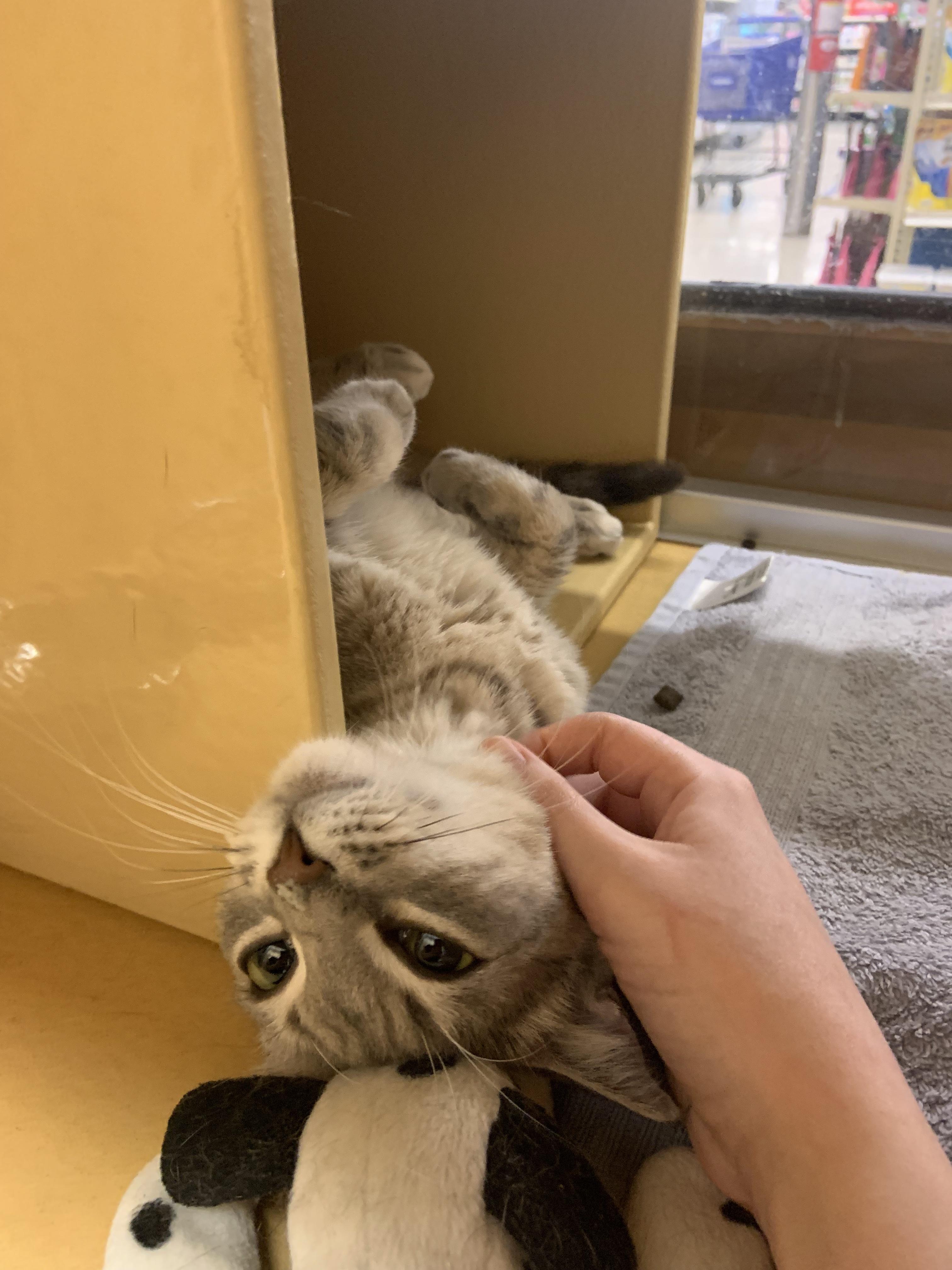 Enlarge Pearl, an adopted Domestic Short Hair in Cambridge, MA image 2/2