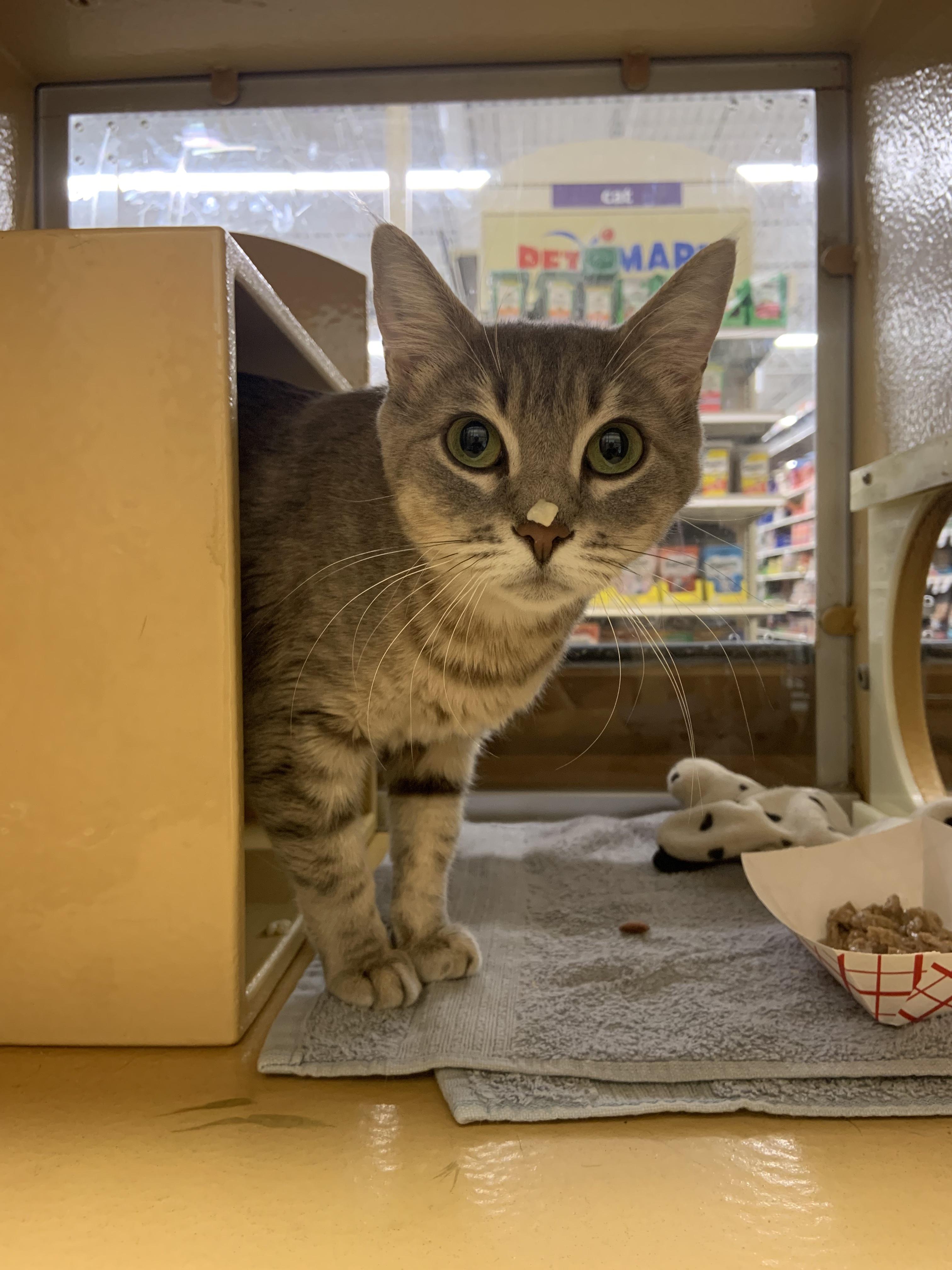 Enlarge Pearl, an adopted Domestic Short Hair in Cambridge, MA image 1/2