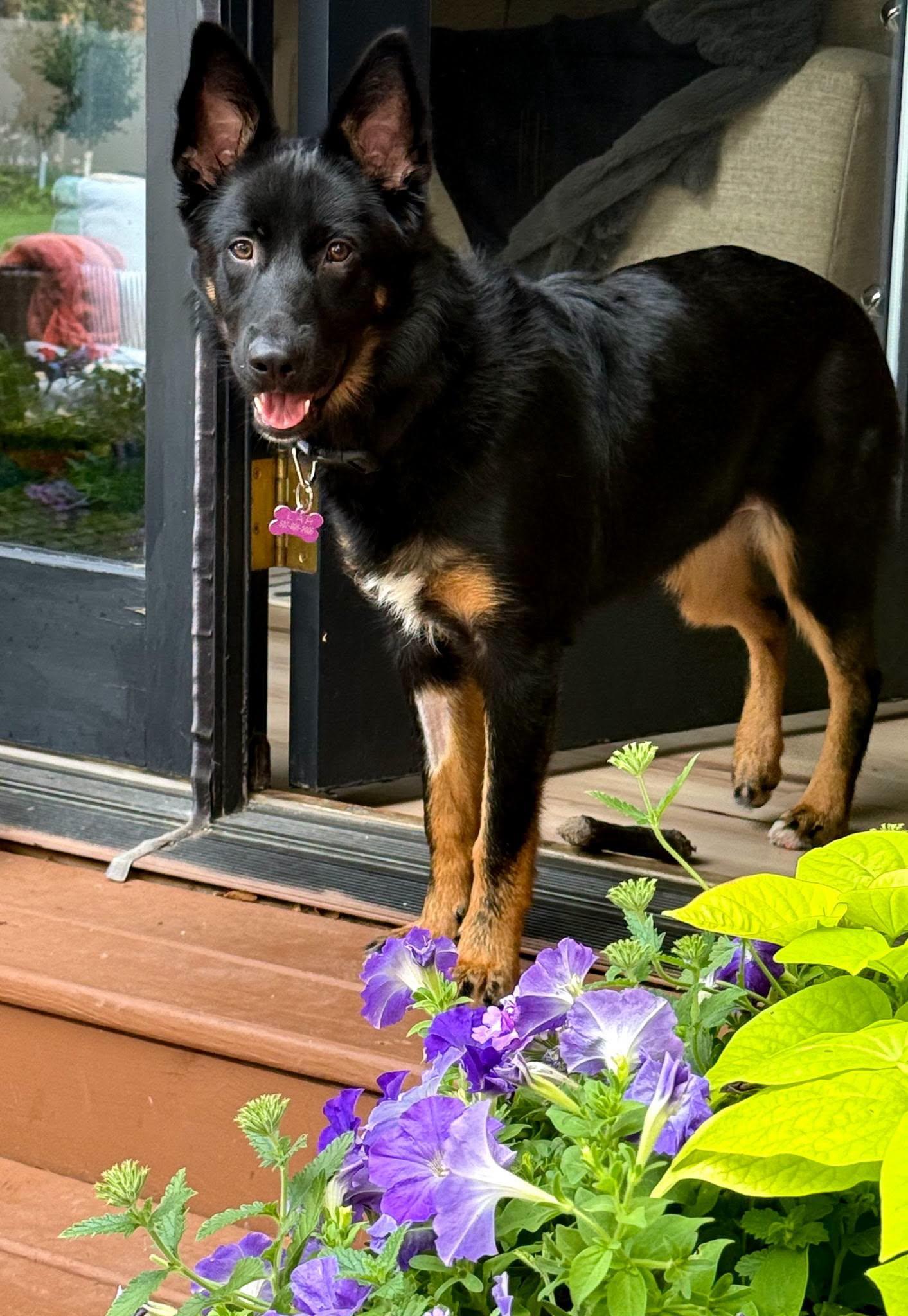 Jackie, an adopted mixed breed in La Crescent, MN image 3/4