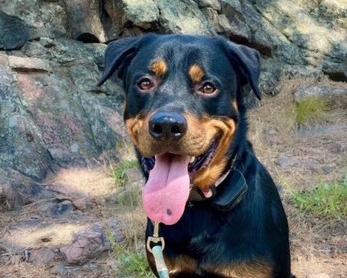 Cuzco - friendly and playful, adopted, Adult Male Rottweiler.