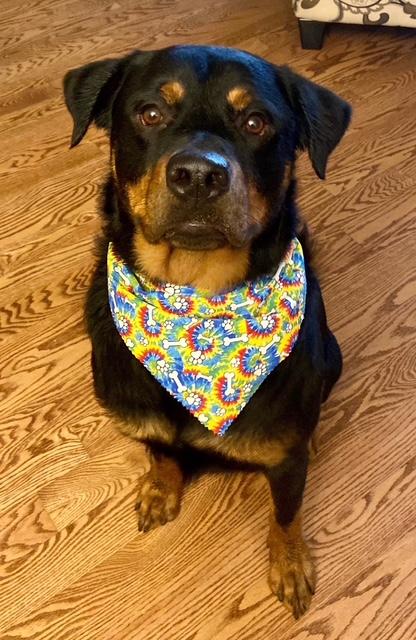 Enlarge Cuzco - friendly and playful, an adopted Rottweiler in Boulder, CO image 4/5