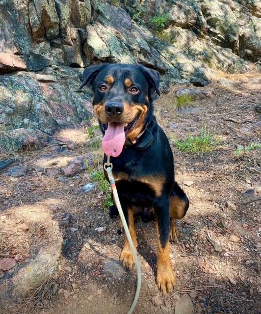 Enlarge Cuzco - friendly and playful, an adopted Rottweiler in Boulder, CO image 2/5