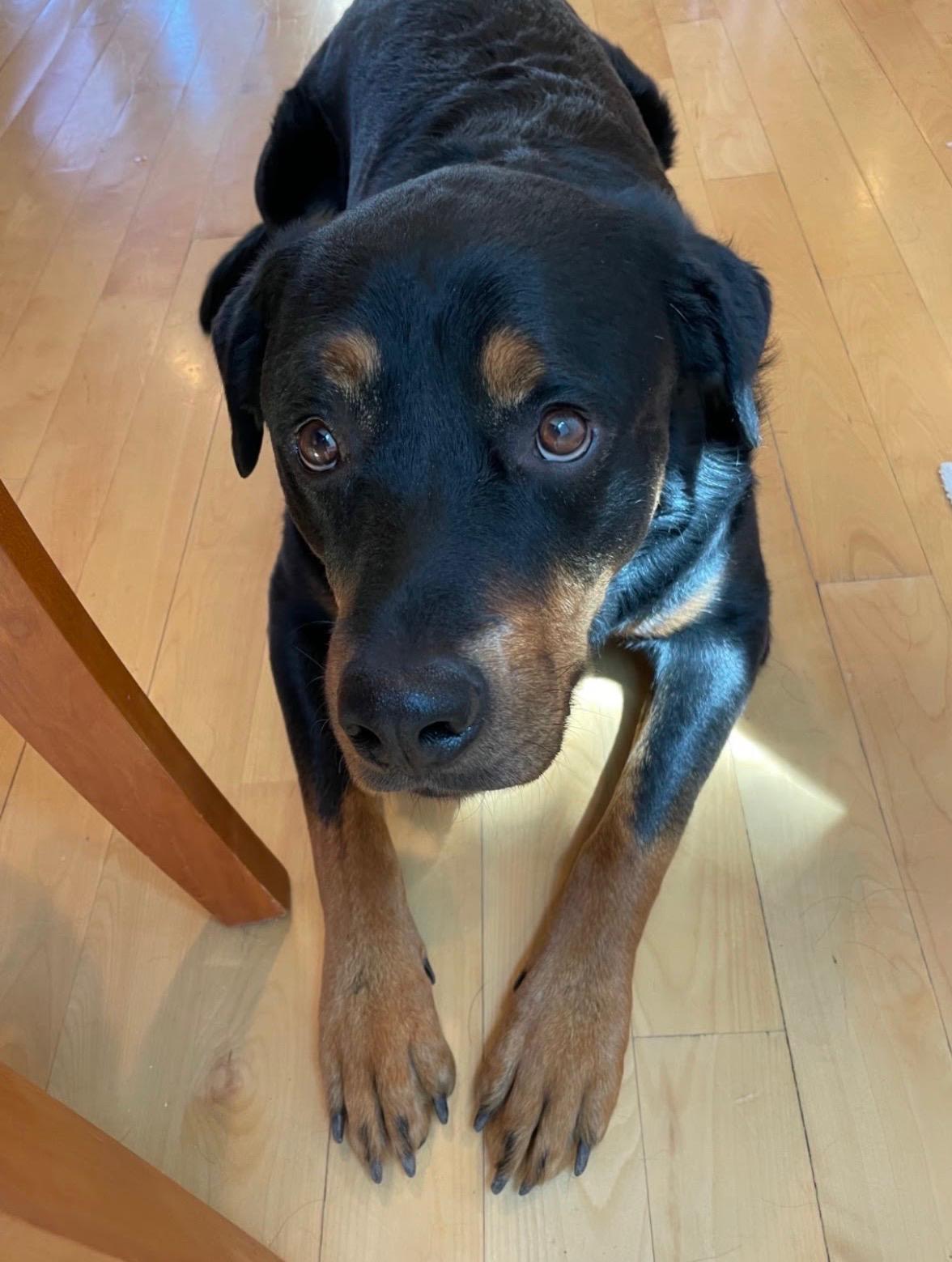 Enlarge Cuzco - friendly and playful, an adopted Rottweiler in Boulder, CO image 3/5