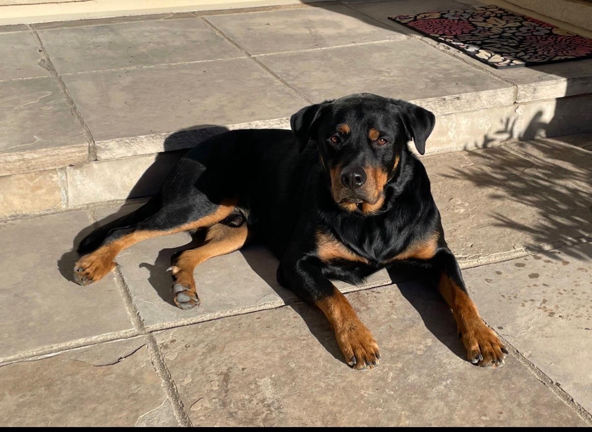 Enlarge Cuzco - friendly and playful, an adopted Rottweiler in Boulder, CO image 5/5