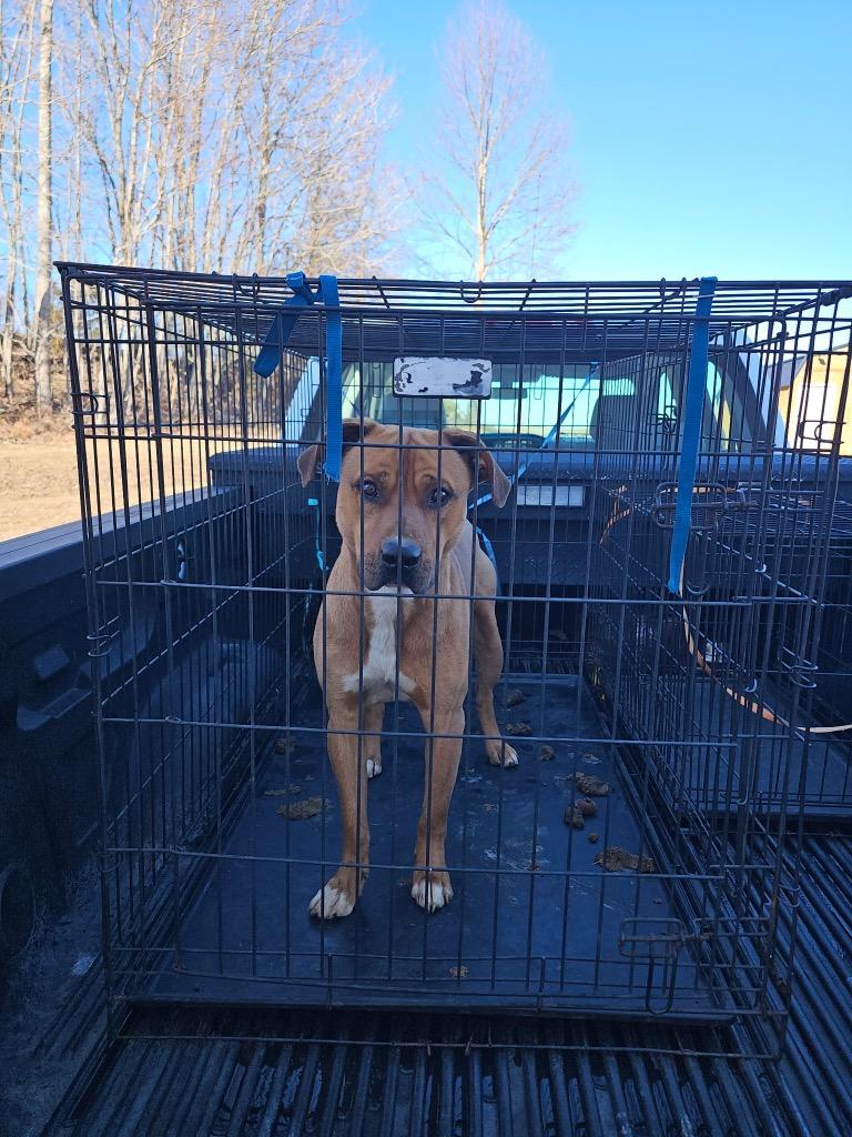 Bear, Adoptable, Young Male Mixed Breed.